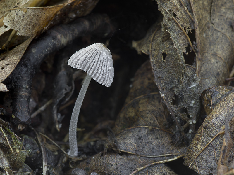 Coprinopsis geesterani